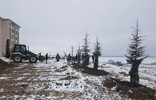 Kar yağışı fidan dikmeye engel olmadı