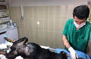 Karabaş sağlığına kavuştu