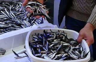 Karadeniz hamsisine yoğun ilgi