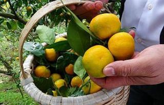 Karadeniz’de narenciye hasadı başladı