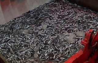 Karadenizli balıkçıların ağları hamsi ile doldu