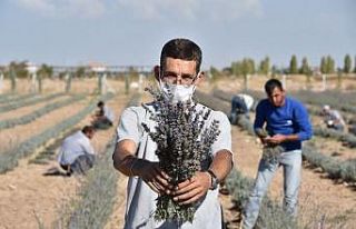 Karatay’da lavantaların ikinci hasadı yapıldı