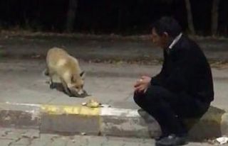 Karslı güvenlikçiler tilkiyi eliyle besliyor