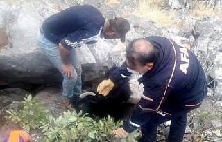 Kayaların arasına sıkışan keçiyi ekipler kurtardı