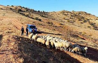 Kayıp 59 koyun drone ile bulundu
