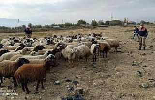 Kayıp koyun sürüsü 10 kilometre uzakta bulundu