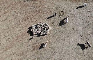 Kayıp koyun sürüsü drone ile bulundu