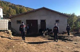 Kayıp koyunları jandarma drone ile buldu