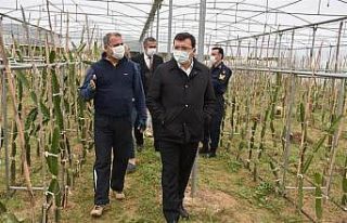 Kaymakam Şahin, ’Efeler Diyarında Pitaya’ Projesi...