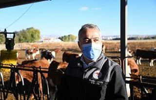 Kayseri Hayvancılığında Bir İlk “Gebe Düve...