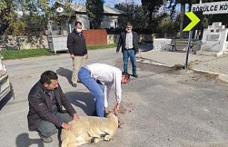 Kazaların önlenmesi için kurban kesip dua ettiler