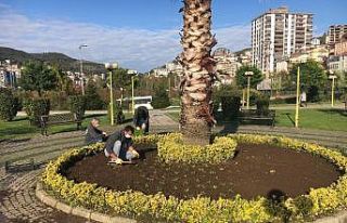 Kdz. Ereğli kış çiçeklerine kavuştu