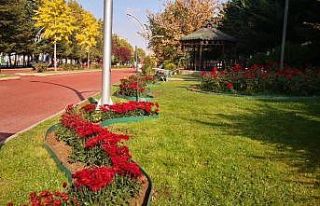 Keçiören’in parkları kasımpatılarla renklendi