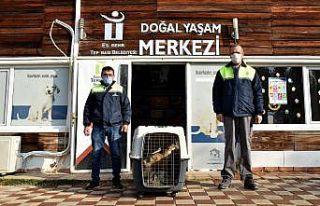 Kent merkezine inen tilki doğaya bırakıldı