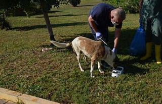 Kepez Belediyesi, yemek atıklarından organek kedi...