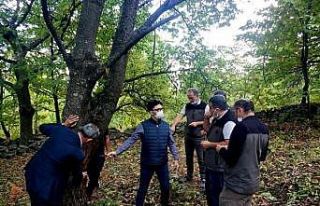 Kestane Ormanlarında Kestane Dal Kanseri incelemesi