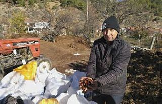 Kestanede bu yıl verim yüksek fiyat düşük