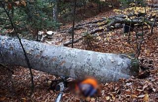 Kestiği ağacın altında kalan kişi hayatını...