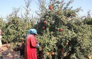 Kilis’te nar hasadında sona gelindi