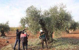Kilis’te zeytin hasadı sürüyor