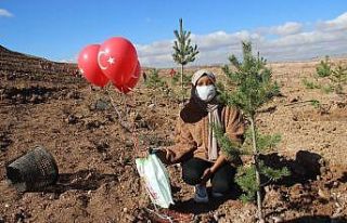 Kilometrelerce uzaktan gelip, Sivas’ta fidanları...