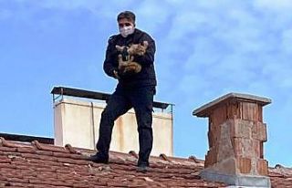 Kiremitlerin arasına sıkışan kediyi itfaiyeciler...