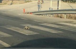 Kırmızı ışıkta bekleyen kaplumbağa yaya geçidinden...