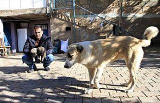 Kış geldi 850 hanelik köy 50’ye düştü, sokak...