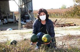 Kış ortasında karpuz yetiştirdiler