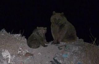 Kış uykusundan önce ayılar yiyecek bulmak için...