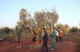 Kısıtlamadan muaf olan zeytin üreticileri hasat...
