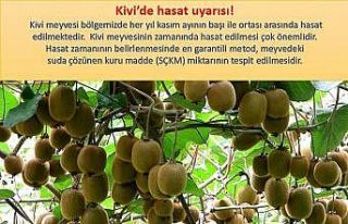 Kivi üreticilerine hasat uyarısı