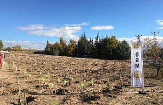 Kızılcahamam’da 35 bin fidan toprakla buluştu