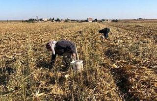 Kızıltepe’de kadınlar boş mısır koçanını...