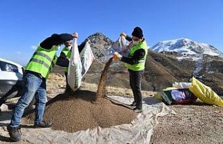 Konyaaltı’nda meralar tohumla zenginleştiriliyor
