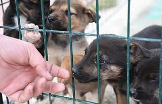Konyaaltı’nda yılın ilk altı ayında 94 köpek...