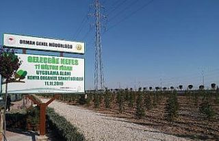 Konya’da dikilen geleceğe nefes olacak fidanlar...