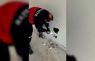 Köpek, duvar kırılarak sıkıştığı yerden çıkartıldı
