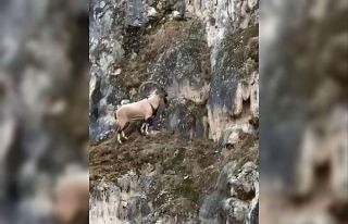 Köpeklerden kaçan dağ keçisinin müthiş tırmanışı