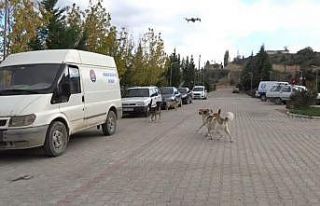 Köpeklerin drona saldırı girişimi kamerada