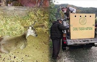 Köpeklerin saldırdığı gebe karaca kurtarıldı