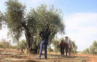 Korana virüs zeytin hasadını vurdu