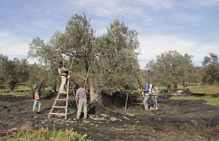 Koronavirüs ile mücadelede zeytin yaprağı çayı...