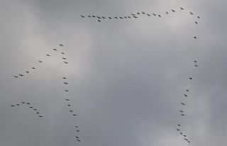 Koruma altına alınan Erçek Gölü’nde kaz yoğunluğu