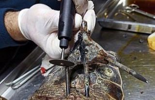 Koruma altındaki kaplumbağaya zıpkınlı vahşet