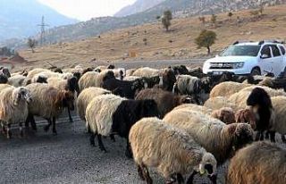 Koyun sürüsü karayolunu trafiğe kapattı, sürücüler...