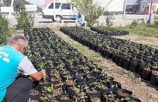 Kozan Belediyesi turunç fidanı üretiyor