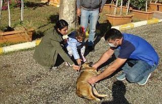 Küçük Almira, kendisini ısıran sokak köpeğini...