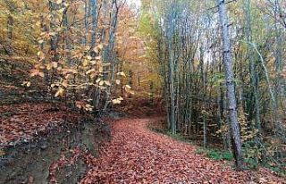 Küçükelmalı Tabiat Parkı’nda sonbaharın son...