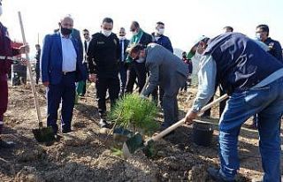 Küle dönen 200 hektarlık alanda ilk fidanlar dikildi